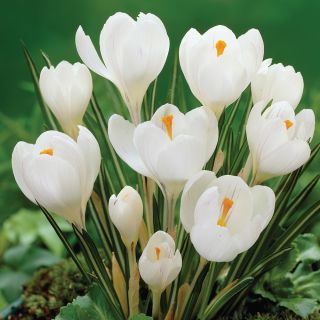 Jeanne d'Arc Giant Crocus Thumbnail